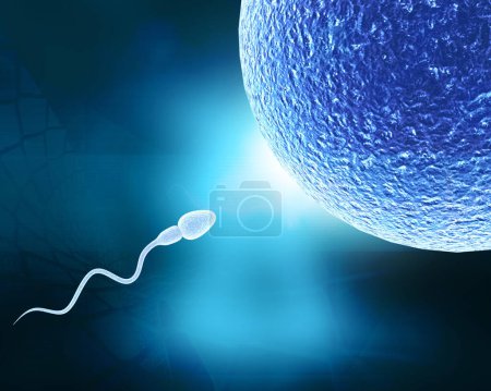 Foto de Esperma humano y óvulos. ilustración 3d - Imagen libre de derechos