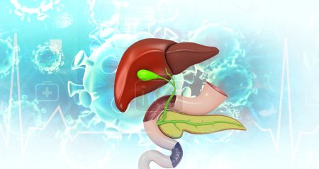 Photo for Human digestive system liver.3d illustration - Royalty Free Image