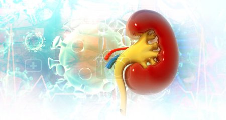 Photo for Human kidney anatomy.3d illustration - Royalty Free Image