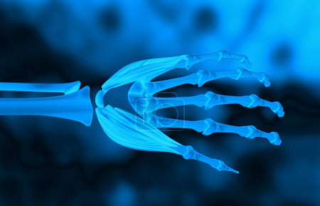 Foto de Anatomía de la mano humana sobre fondo azul. ilustración 3d - Imagen libre de derechos