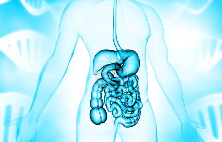 Foto de Sistema digestivo humano. ilustración 3d - Imagen libre de derechos