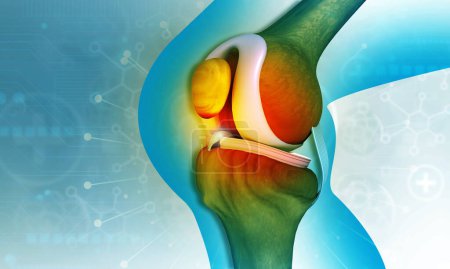 Photo for Human knee joint anatomy. 3d illustration - Royalty Free Image