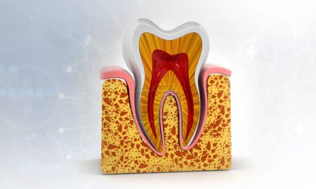 Téléchargez les photos : Anatomie de la coupe transversale des dents humaines. Illustration 3d - en image libre de droit