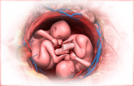Téléchargez les photos : Jumeaux fœtus dans l'utérus. Illustration 3d - en image libre de droit