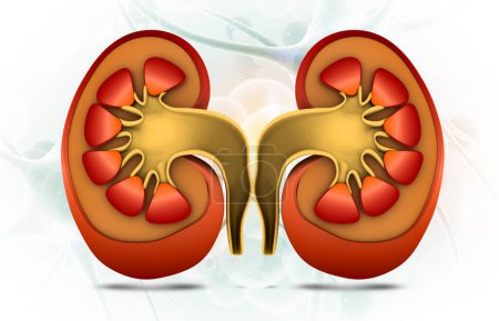 Photo for Cross section of human kidney. 3d illustration - Royalty Free Image