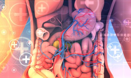 Foto de Anatomía del sistema digestivo humano. Ilustración 3D - Imagen libre de derechos