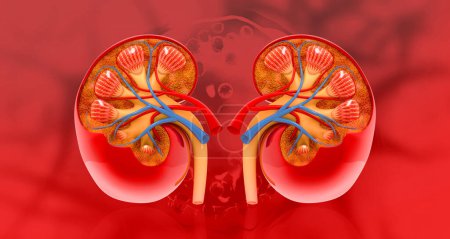 Photo for Cross section of human kidney. 3d illustration - Royalty Free Image
