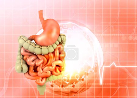 Téléchargez les photos : Système digestif humain sur fond médical. Illustration 3d - en image libre de droit