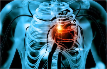 Téléchargez les photos : Circulation humaine système cardiovasculaire avec anatomie cardiaque. Illustration 3d - en image libre de droit