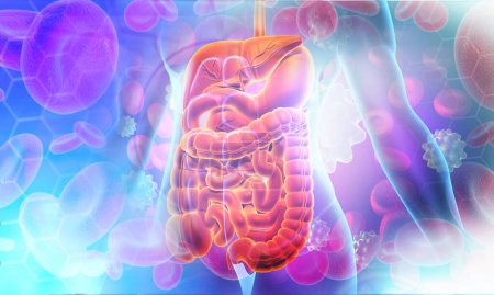 Téléchargez les photos : Système digestif humain sur fond médical. Illustration 3d - en image libre de droit
