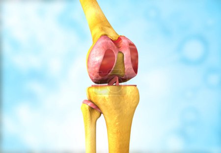 Téléchargez les photos : Anatomie du genou humain. Illustration 3d - en image libre de droit