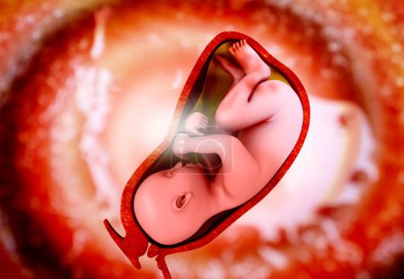 Photo for Human fetus inside the womb. 3d illustration - Royalty Free Image