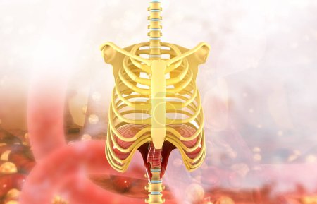 Photo for Human ribs anatomy. 3d illustration - Royalty Free Image