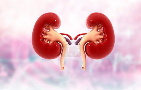 Photo for Human kidneys in isolated background. 3d illustration - Royalty Free Image
