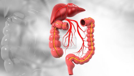 Foto de Sistema digestivo humano sobre fondo aislado. ilustración 3d - Imagen libre de derechos