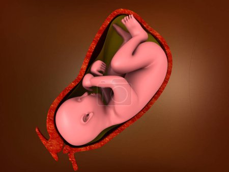 Foto de Feto humano dentro del útero. ilustración 3d - Imagen libre de derechos
