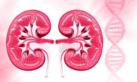 Photo for Human kidney anatomy. 3d illustration - Royalty Free Image