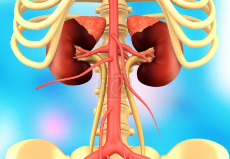 Foto de Anatomía del riñón humano. Ilustración 3D - Imagen libre de derechos
