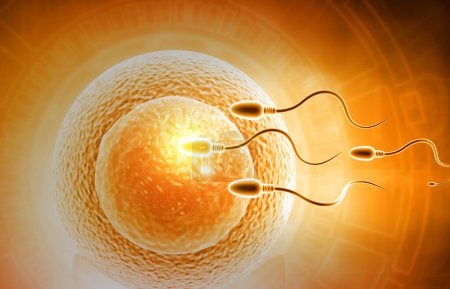 Foto de La esperma llega a los óvulos. ilustración 3d - Imagen libre de derechos