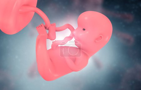 Photo for Human fetus inside the womb. 3d illustration - Royalty Free Image