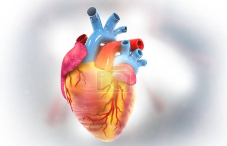 Foto de Anatomía del corazón humano sobre fondo aislado. ilustración 3d - Imagen libre de derechos