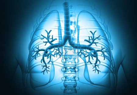 Téléchargez les photos : Anatomie pulmonaire humaine sur fond médical. Illustration 3d - en image libre de droit