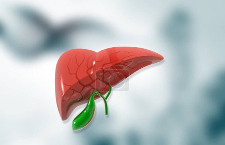 Photo for Human liver anatomy on isolated background. 3d illustration - Royalty Free Image