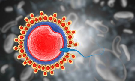 Téléchargez les photos : Le sperme atteint les ovocytes. Illustration 3d - en image libre de droit