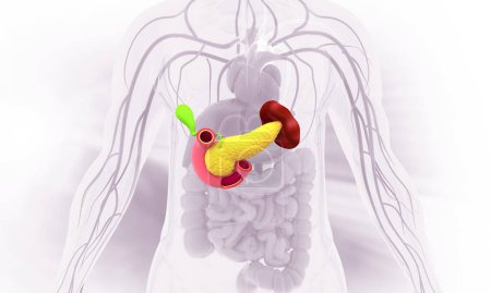 Foto de Anatomía del páncreas en antecedentes médicos. ilustración 3d - Imagen libre de derechos
