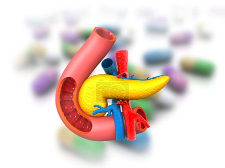Photo for Pancreas anatomy on medical background. 3d illustration - Royalty Free Image