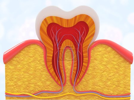 Téléchargez les photos : Coupe transversale de la dent humaine. Illustration 3d - en image libre de droit