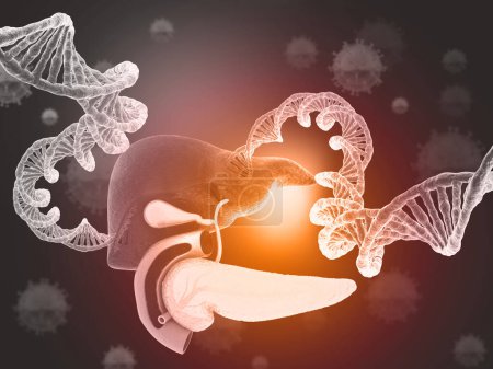 Foto de Hilo de ADN con hígado humano. ilustración 3d - Imagen libre de derechos
