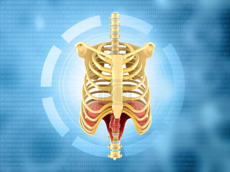 Photo for Human ribs on medical background. 3d illustration - Royalty Free Image