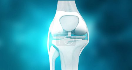 Photo for Human knee anatomy on blue background. 3d illustration - Royalty Free Image