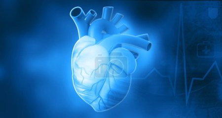 Téléchargez les photos : Anatomie cardiaque humaine sur fond bleu. Illustration 3d - en image libre de droit
