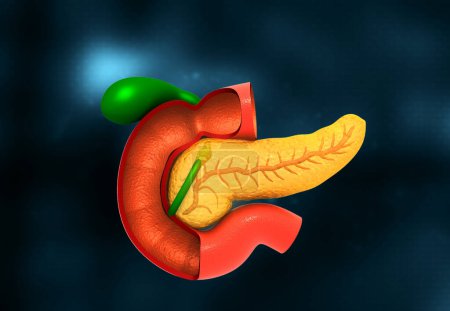 Foto de Anatomía del páncreas humano sobre fondo oscuro. ilustración 3d - Imagen libre de derechos