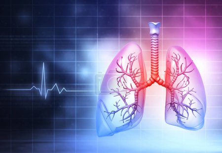 Téléchargez les photos : Anatomie pulmonaire humaine. Illustration 3d - en image libre de droit