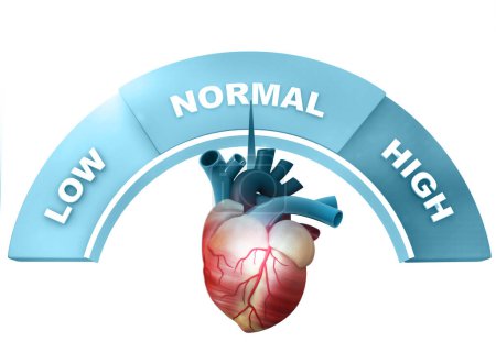 Photo for Normal healthy human heart concept . 3d illustration - Royalty Free Image