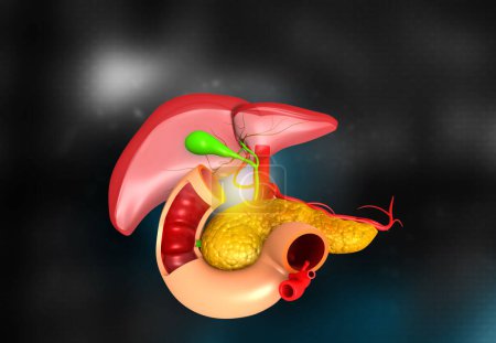 Téléchargez les photos : Human liver and pancreas. 3d illustration - en image libre de droit