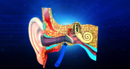 Human ear anatomy on blue background. 3d illustration	