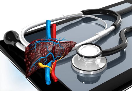 Téléchargez les photos : Liver anatomy with stethoscope. 3d illustration - en image libre de droit