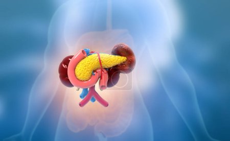 Photo for Pancreas on medical background. 3d illustration - Royalty Free Image