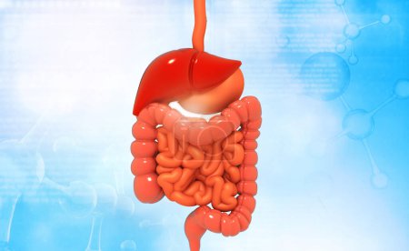 Photo for Human digestive system. 3d illustration - Royalty Free Image