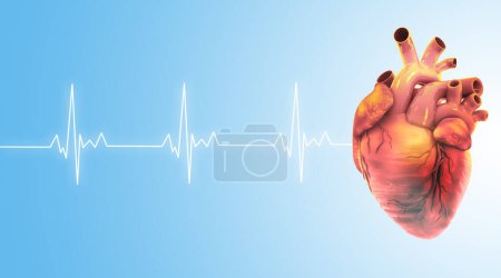 Téléchargez les photos : Human heart anatomy on light blue medical background. 3d illustration - en image libre de droit