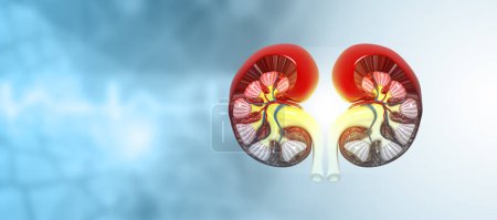 Téléchargez les photos : Human kidney cross section anatomy on light blue medical background. 3d illustration - en image libre de droit