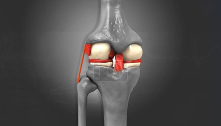 Téléchargez les photos : Anatomie du genou sur fond sombre. Illustration 3d - en image libre de droit