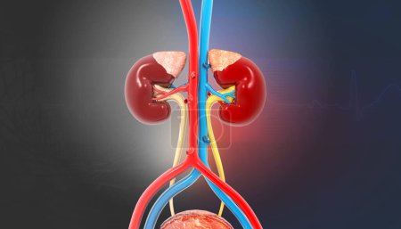 Téléchargez les photos : Human kidney anatomy on light blue medical background. 3d illustration - en image libre de droit