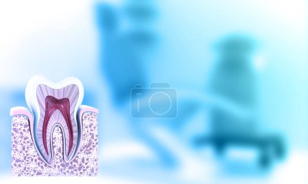 Photo for Cross section of human tooth on medical background. 3d illustration - Royalty Free Image