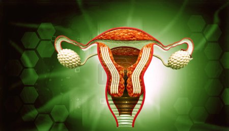 Photo for Female reproductive organs. 3d illustration - Royalty Free Image