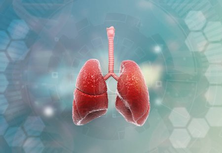 Téléchargez les photos : Poumons humains système respiratoire. Illustration 3d - en image libre de droit